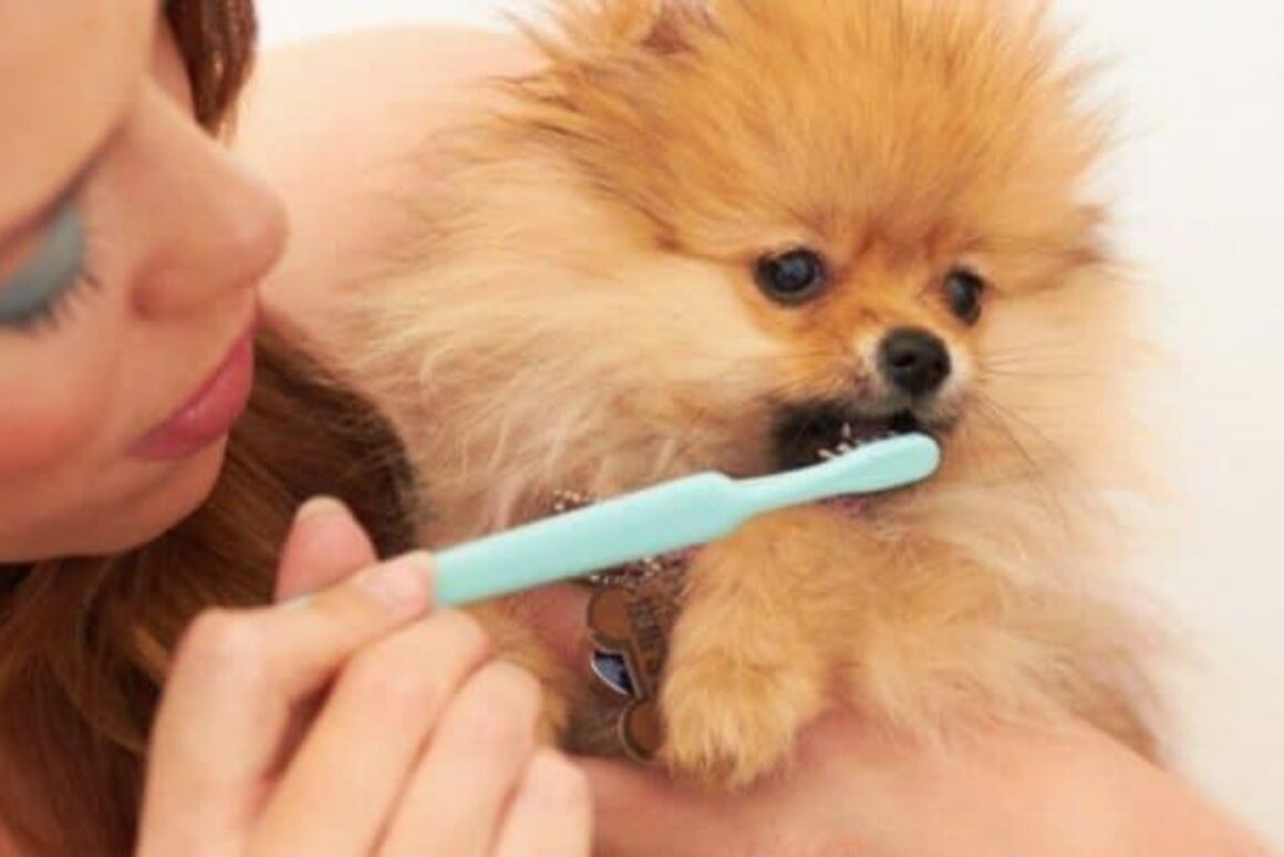 Pet Insurance Dental Cleaning And All You Need To Know About It