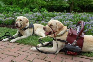 Should Service and Emotional Support Dogs Have Pet Insurance